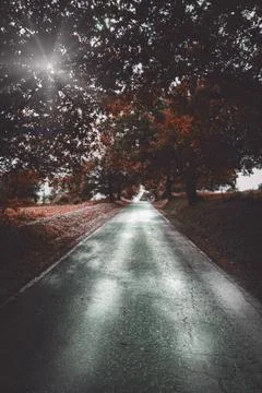 The road with red trees Stock Photos