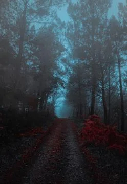 The road with red trees Foto stock