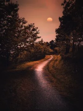 The road with red trees Stock Photos