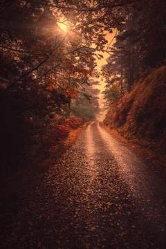 The road with red trees Stock Photos