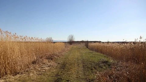 Off road into reeds Video stock 83493256