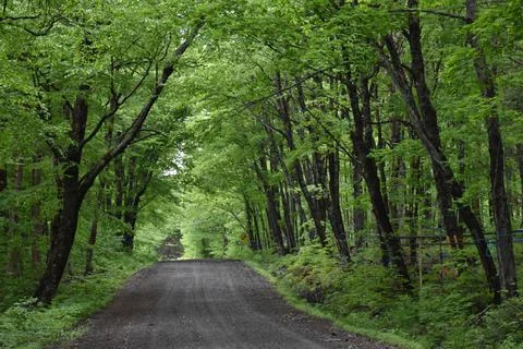 The road to the resort is bordered by a stable with its green foliage in summer, Stock Photos
