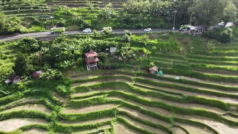 Road rice fields pull out Stockbeeldmateriaal 329879255