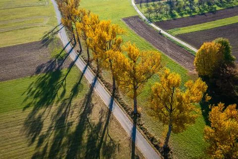 Road with an row of orange trees Stock Photos
