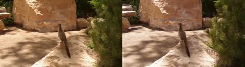 Road Runner 3D Stock Footage 8566323