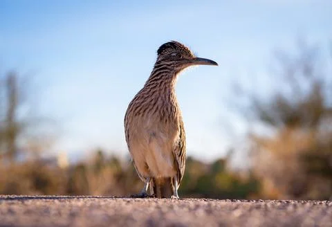 Road Runner bird looking at camera Stock Photos