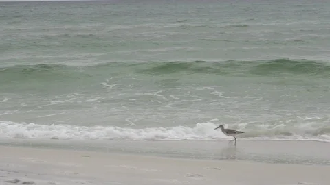 Road Runner Bird on the Sand Beach Water Ocean Waves Stock Footage 86533592