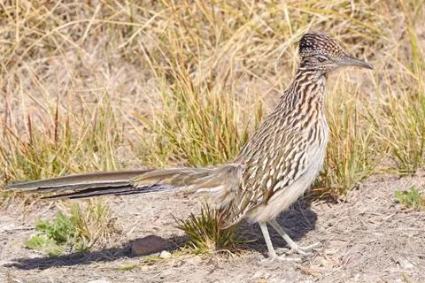 Road Runner in the Desert Photos