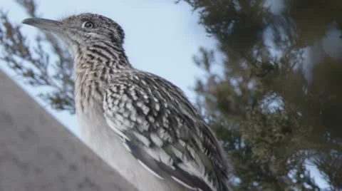 Road runner on house 2 Stock Footage 22381024