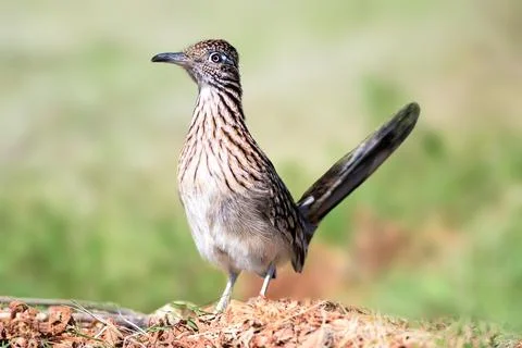 Road Runner Stock Photos