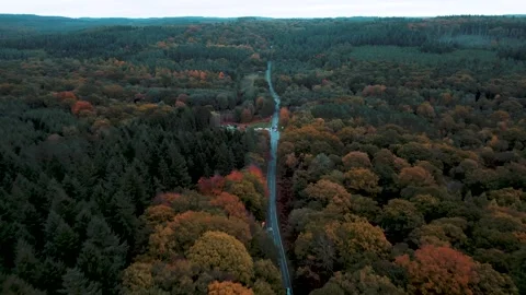 Road running through Forest of Dean with vibrant Autumn Treetops Aerial View Stock Footage 321448955