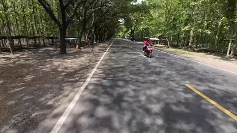 Road scene through deep forest in the district of Ngawi, East Java, Indonesia Stock Footage 317532826