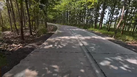 Road scene through deep forest in the district of Ngawi, East Java Stock-Footage 317750872