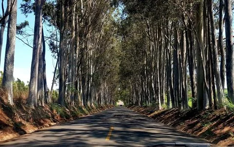 Road shaded by eucalyptus trees Stock Photos