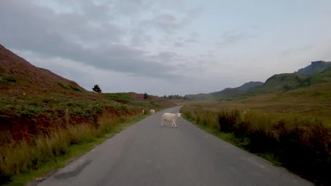 Road with Sheep Video stock 346705074