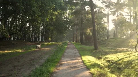 Road Sheep Path Animal Wool Rural Видео 165054825