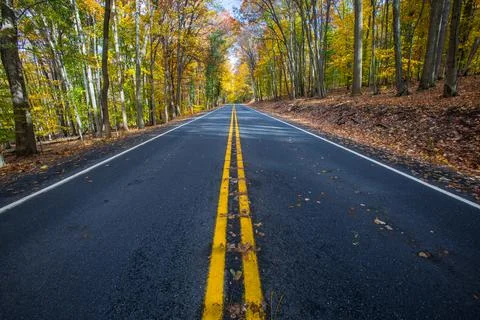 Road Shot at Low Angle Between Trees During Fall Season Foto stock