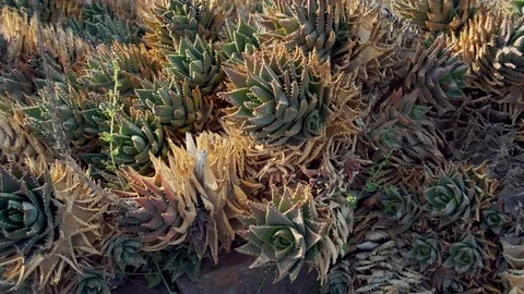 Road Side Cactus Stock Footage 102060993