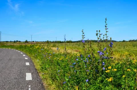 Road side flowers Stock Photos