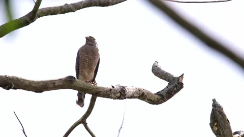 Road side hawk perching in a tree Video stock 139490995