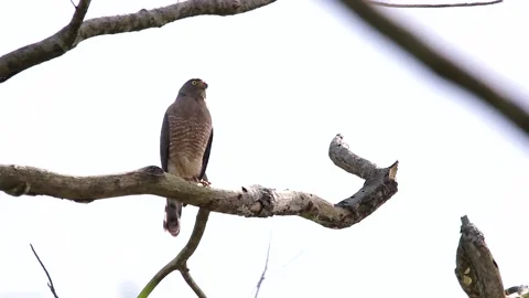 Road side hawk perching in a tree Video stock 139491079