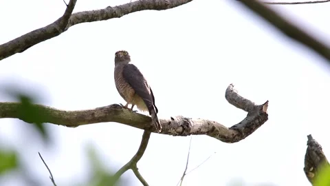 Road side hawk perching in a tree Video stock 139491102
