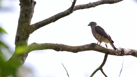 Road side hawk perching in a tree Video stock 139491108