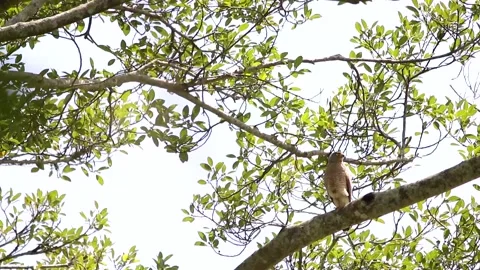 Road side hawk perching in a tree Stock-Footage 139491132