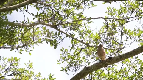 Road side hawk perching in a tree Video stock 139491194