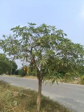 Road Side Indian Tree Image Stock Photos