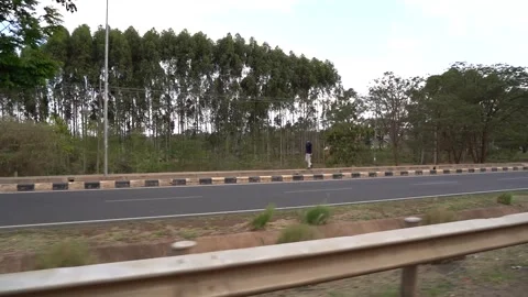 Road Side Trees View While Driving. Stock Footage 321277665