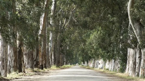Road sided with trees Stock Footage 98211689