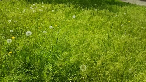 Road sideways with lots of greenery Stock Footage 154035045