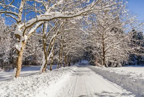 Road in snow in the forest Stock Photos