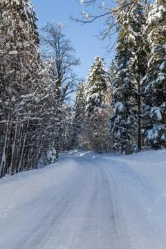 Road in snow in the forest Stock Photos