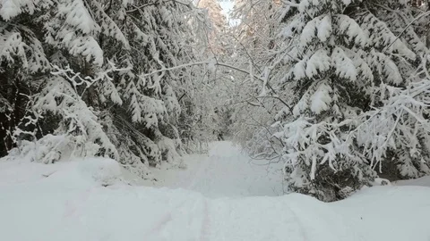 Road in a snowy forest Stock Footage 72606372