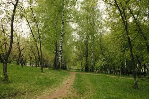 Road in a spring birch grove, path in the woods among birches. Stock Photos