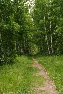 Road in a spring birch grove, path in the woods among birches. Stock Photos