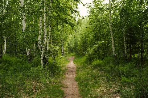 Road in a spring birch grove, path in the woods among birches. Stock Photos