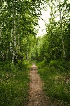 Road in a spring birch grove, path in the woods among birches. Stock Photos