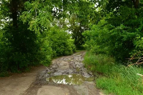 A road in a spring forest after rain Stock Photos