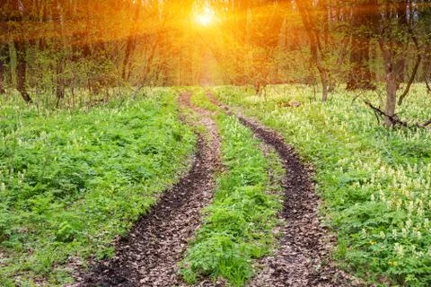 Road in spring forest Stock-Fotos