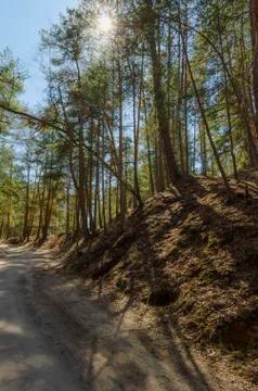 Road in the spring forest Stock Photos