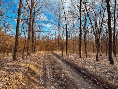 A road in a spring forest. 库存照片