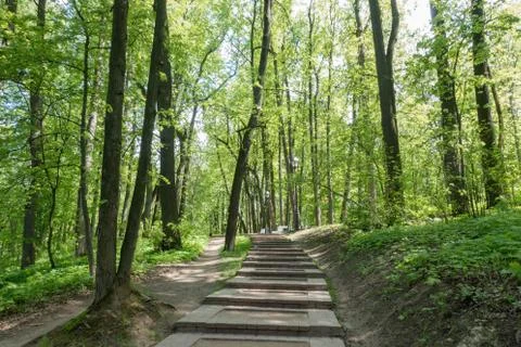 Road in the spring park Stock Photos