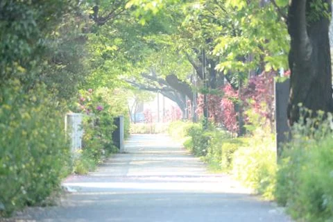 The Road In Spring Stock Photos