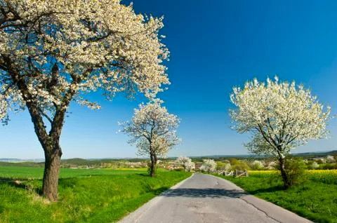 Road in the Spring Foto stock