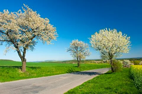 Road in the Spring Foto stock