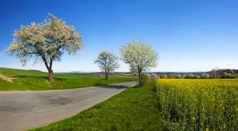 Road in the Spring Foto stock