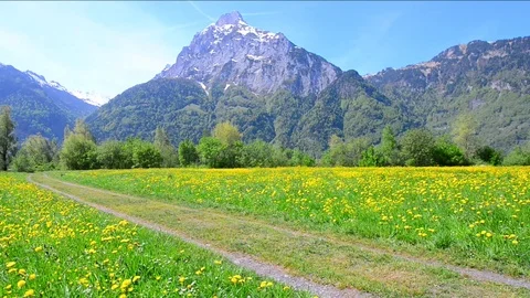Road. Summer in the field. Stock Footage 111007164